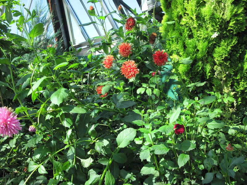 Red and Pink Dahlias
