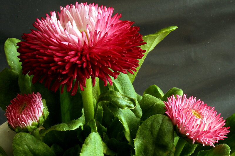 Red and Pink Daisies