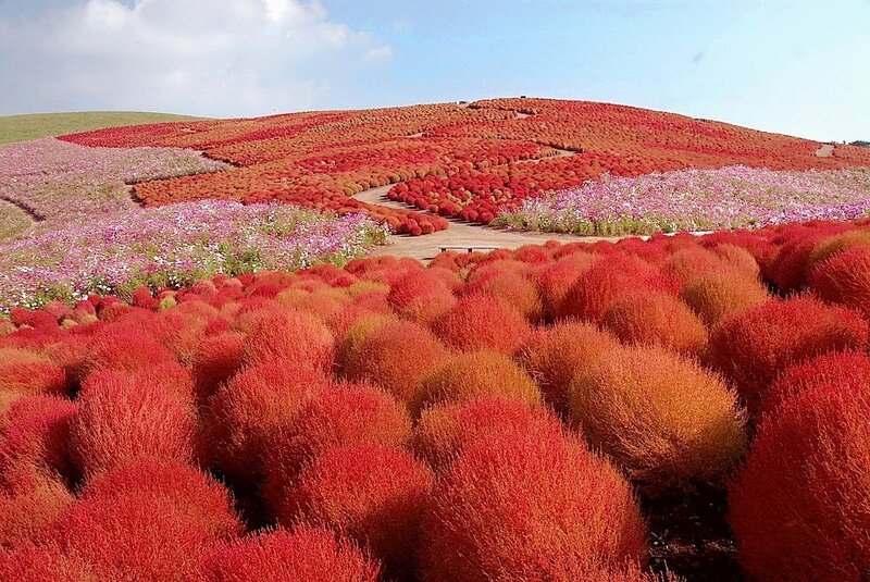 Red and Pink Flower Fields — Serene