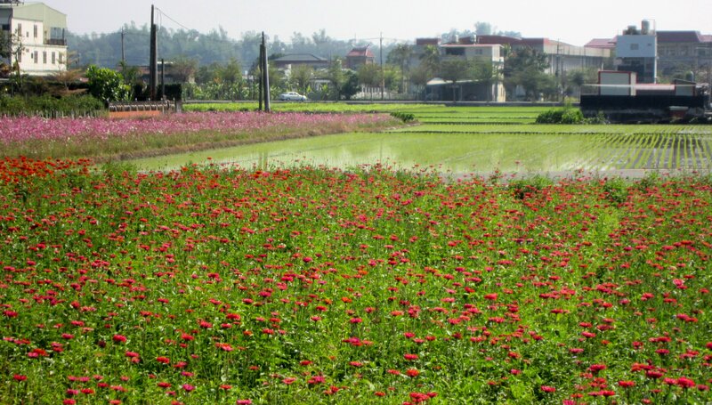 Red and Pink Flower Fields