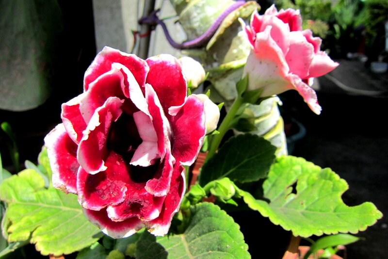 Red and Pink Flower