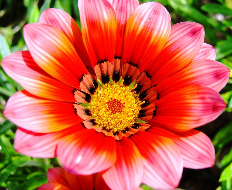 Red and Pink Flower — Vibrant