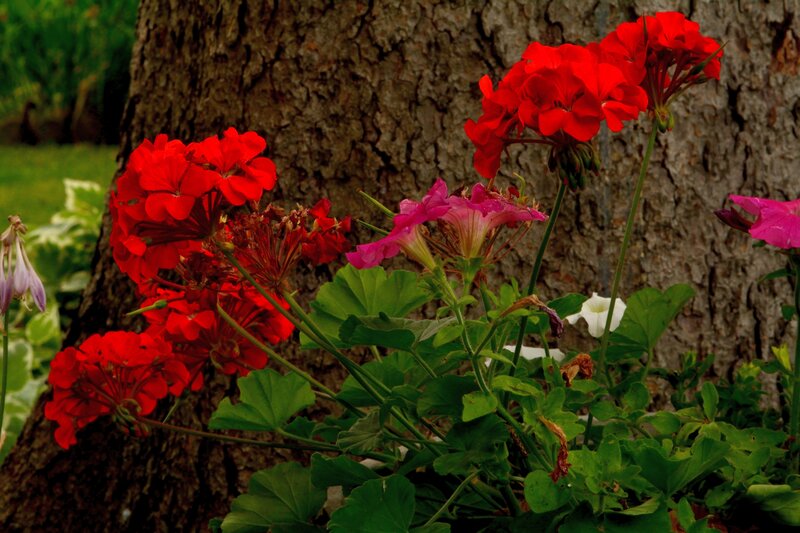 Red and Pink Flowers — Calm, Afternoon
