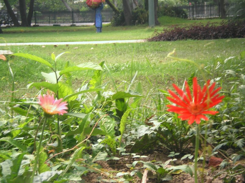 Red and Pink Flowers — Green, Calm