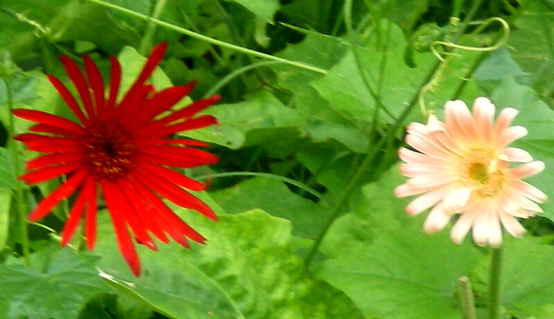Red and pink flowers in garden