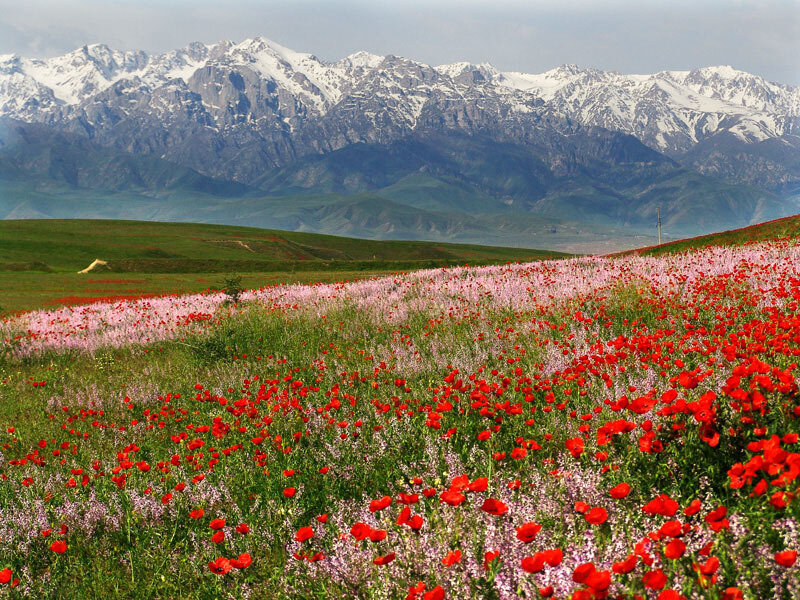 Red and Pink Flowers — Serene, Spring