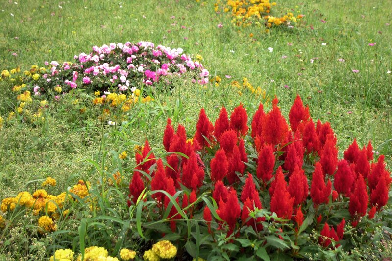 Red and Pink Flowers — Serene, Summer