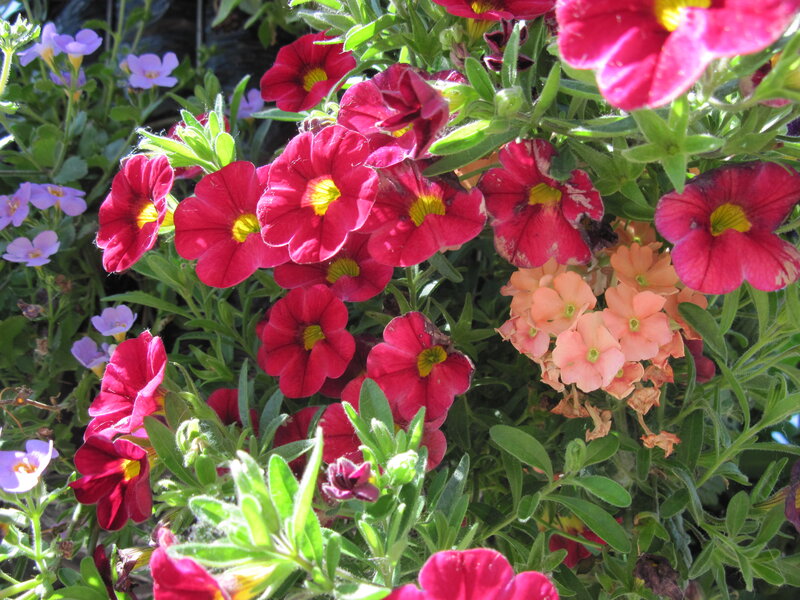 Red and Pink Flowers — Vibrant, Afternoon