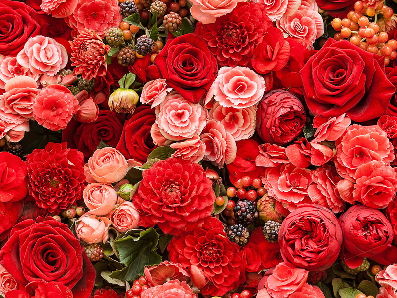 Red and Pink Flowers — Vibrant, Photograph