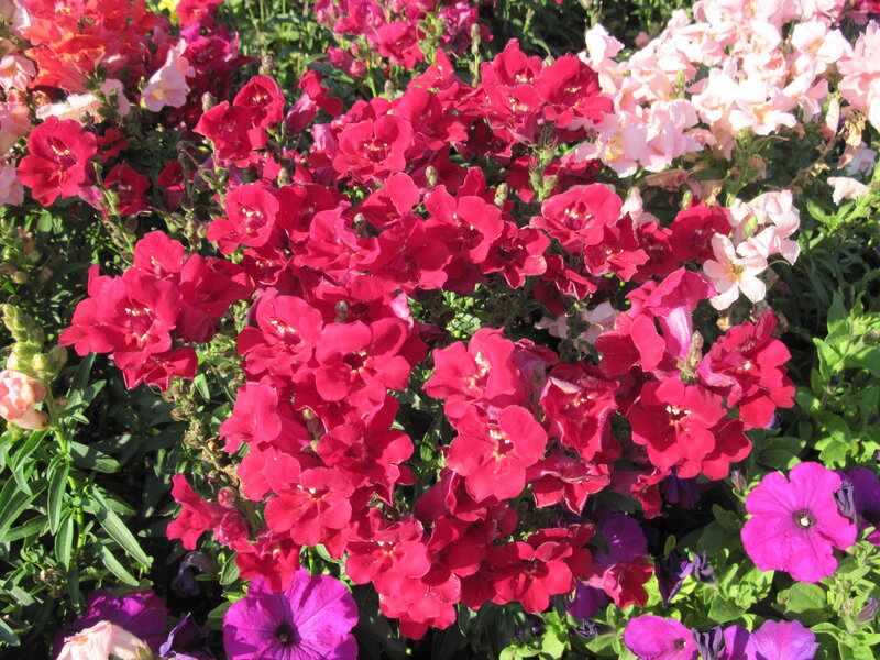 Red and Pink Flowers — Vibrant