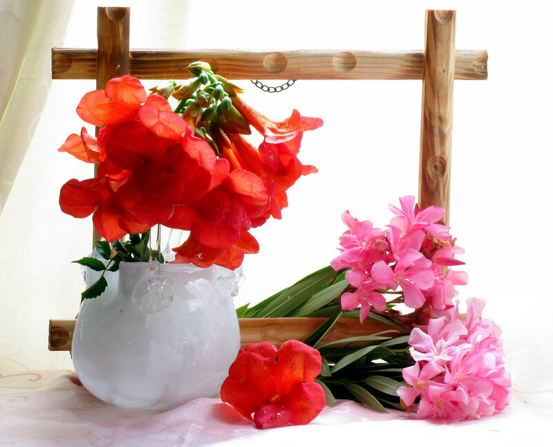Red and Pink Flowers — White