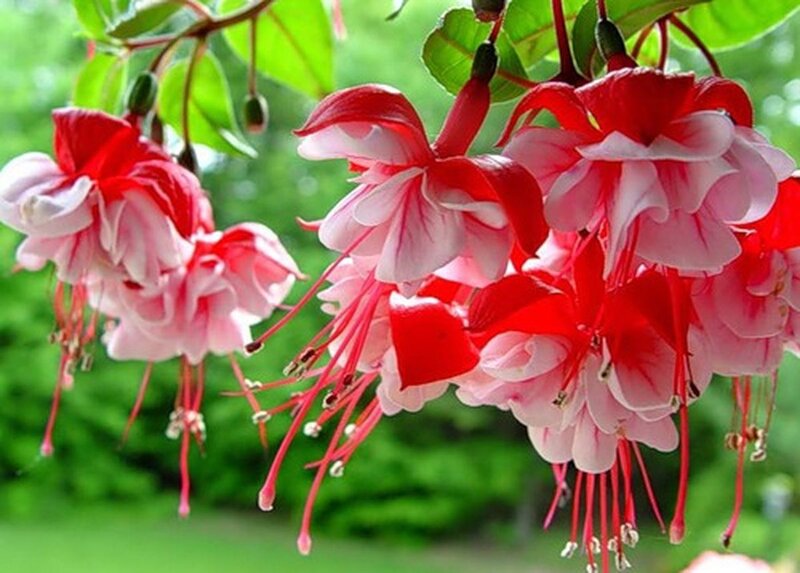 Red and Pink Fuchsia Flowers — Serene