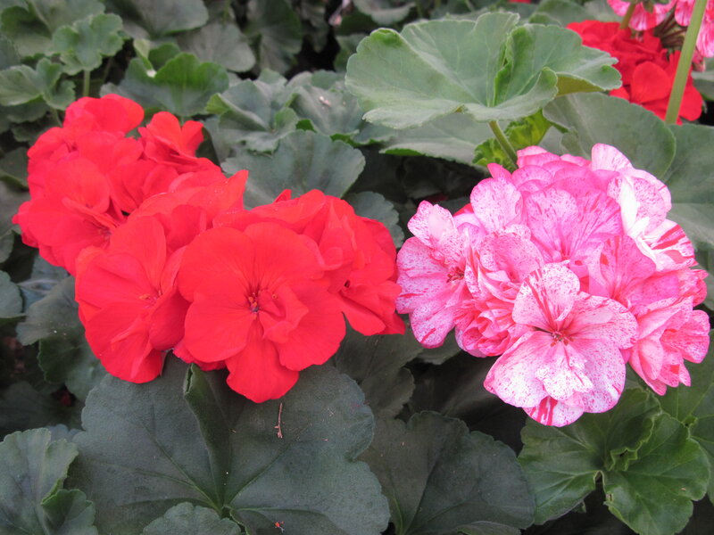 Red and Pink Geraniums — Calm
