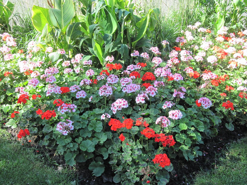Red and Pink Geraniums — Green