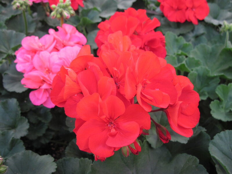 Red and Pink Geraniums