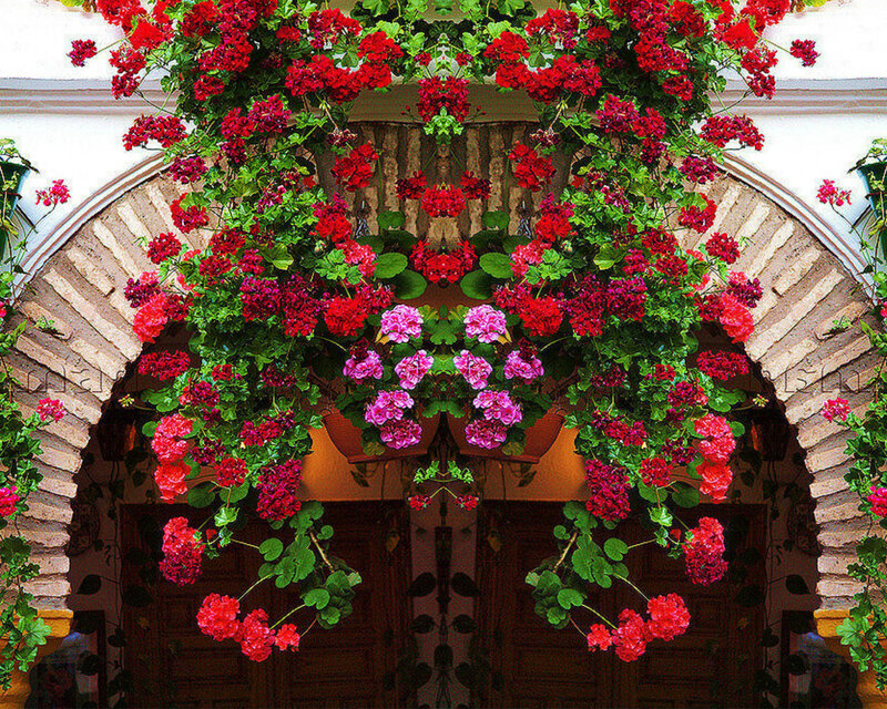 Red and Pink Geraniums — Vibrant