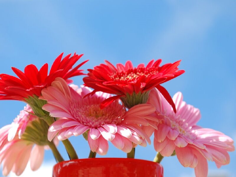 Red and Pink Gerbera Daisies — Bright