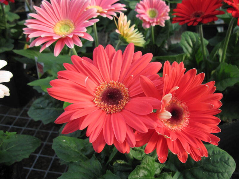 Red and Pink Gerbera Daisies — Vibrant