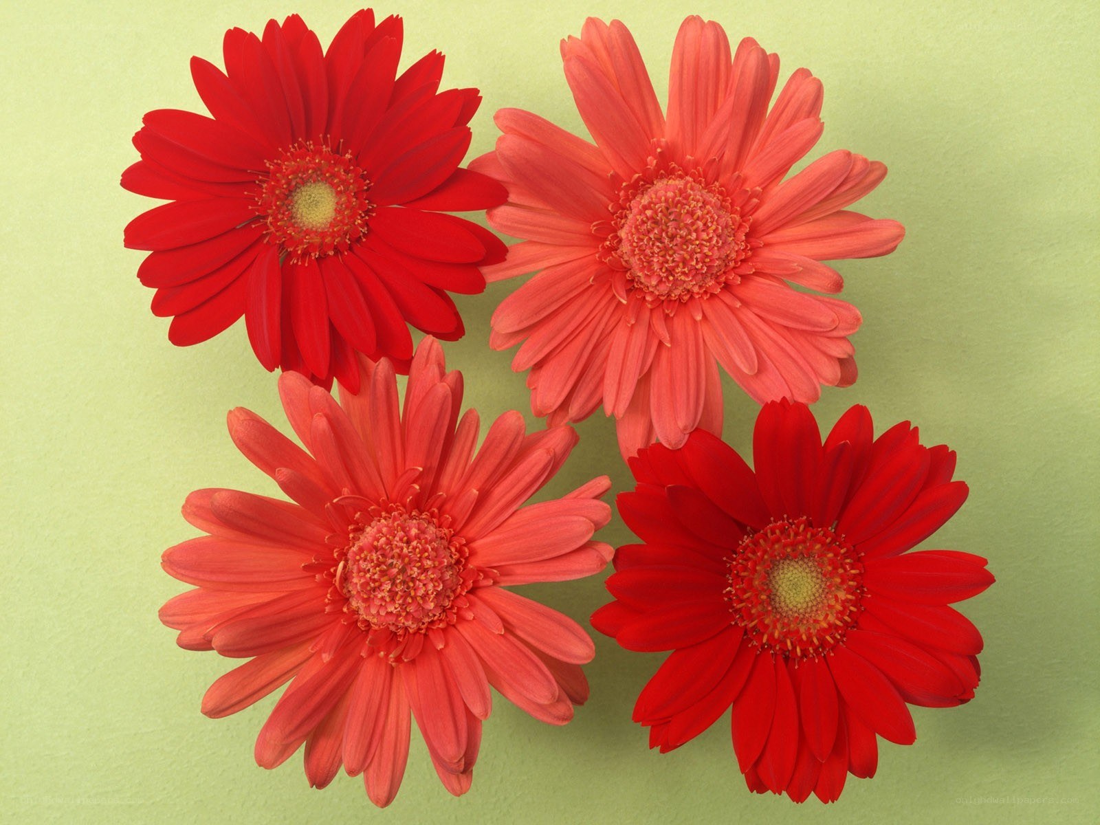 Red and pink gerbera daisies