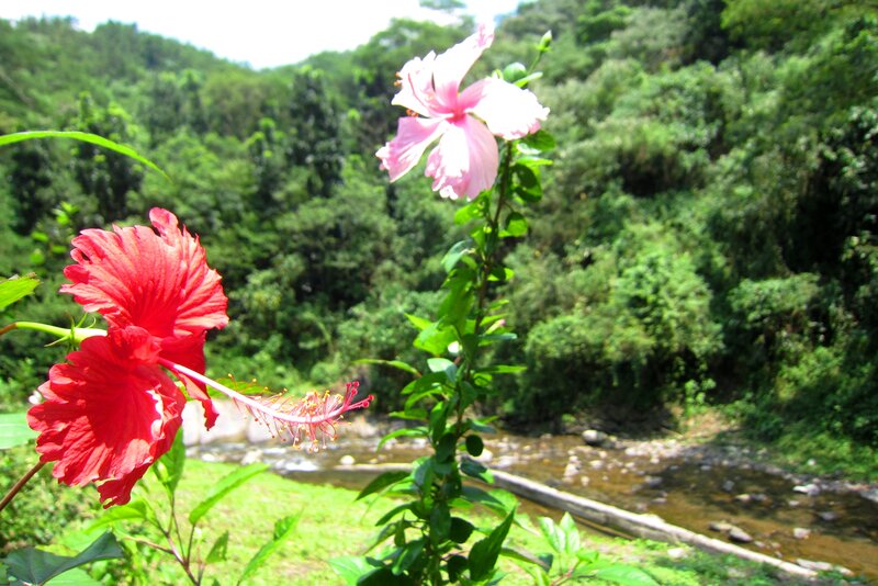 Red and Pink Hibiscus Flowers