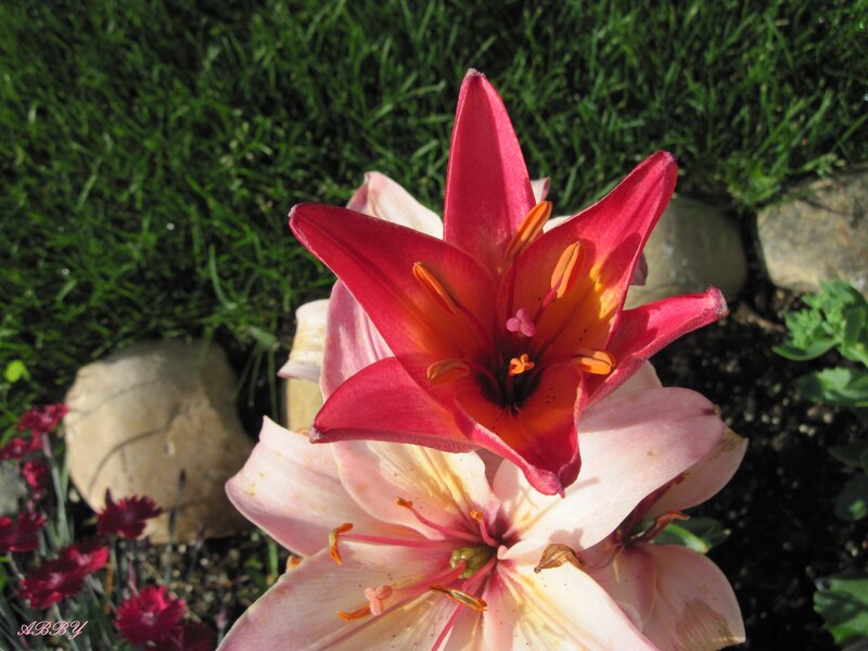 Red and Pink Lilies
