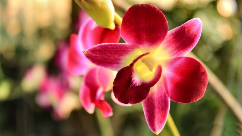 Red and Pink Orchid