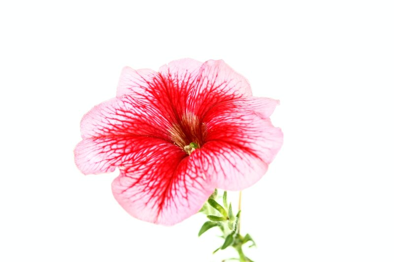 Red and Pink Petunia Flower