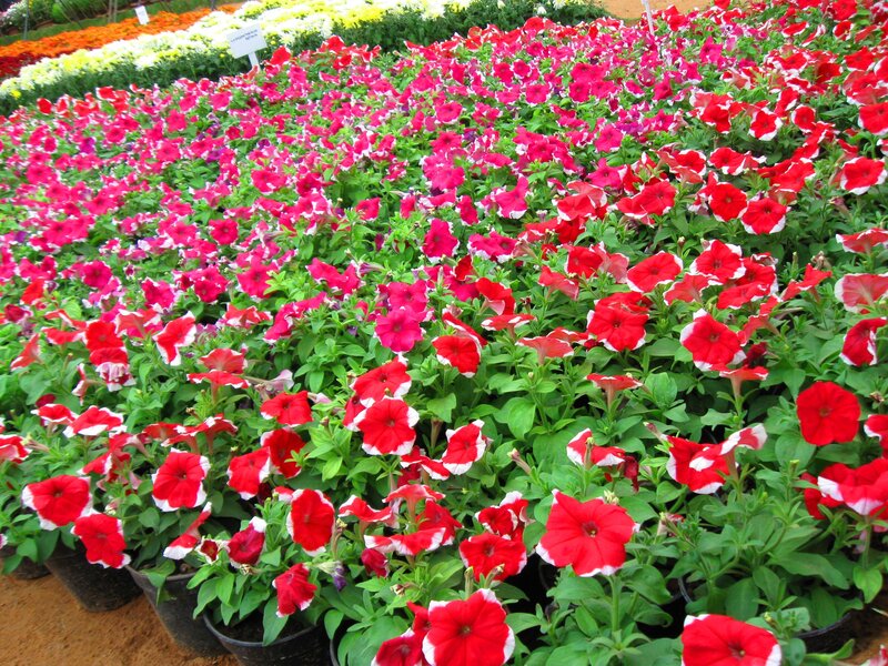Red and Pink Petunias