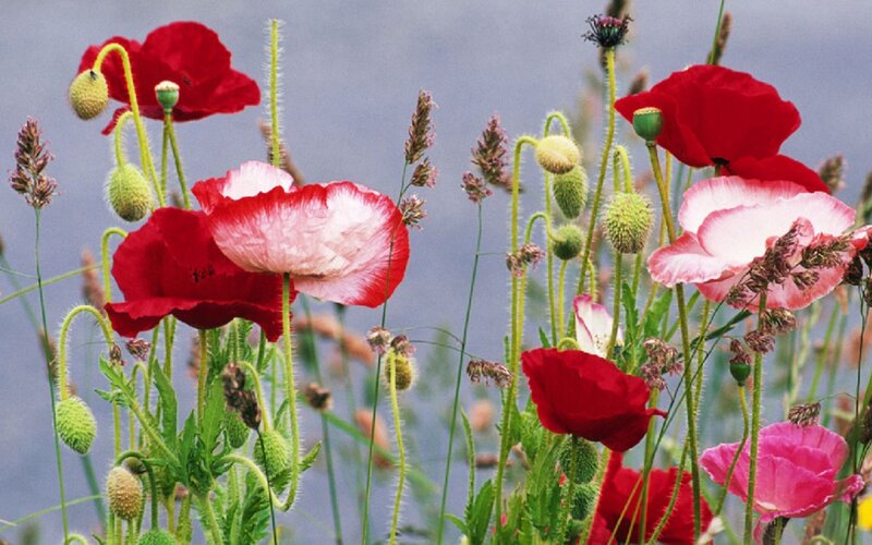 Red and pink poppies in a field