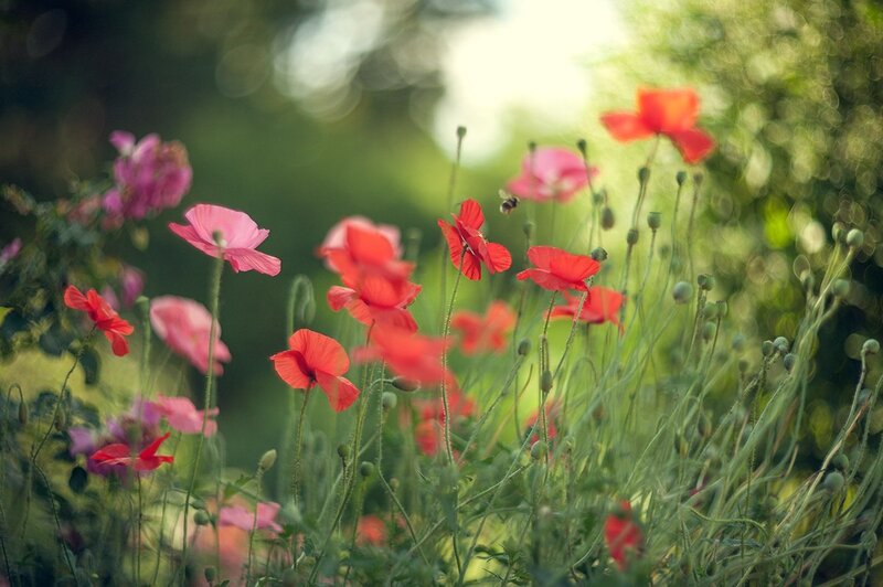 Red and Pink Poppies — Serene, Afternoon, Photograph, Butterfly