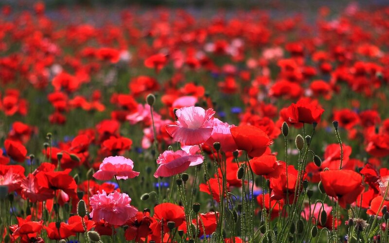 Red and Pink Poppies — Serene, Afternoon, Photograph