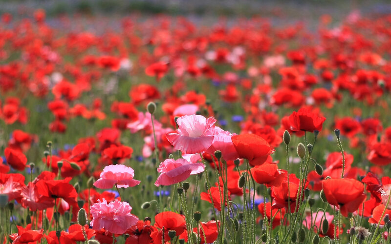Red and Pink Poppies — Serene, Afternoon