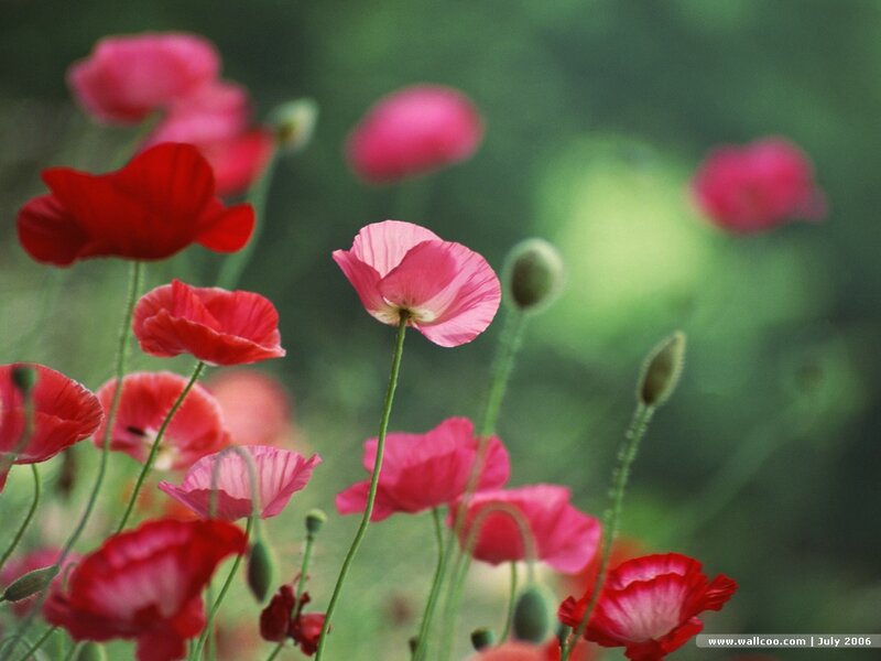 Red and Pink Poppies — Serene, Spring, Photograph