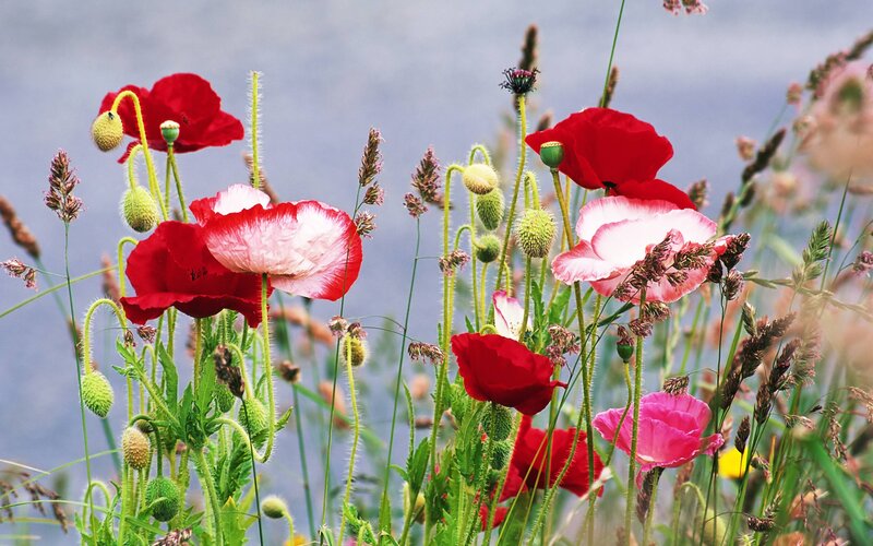 Red and Pink Poppies — Serene, Spring