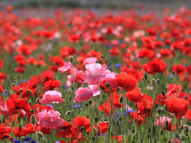 Red and Pink Poppies — Serene, Summer