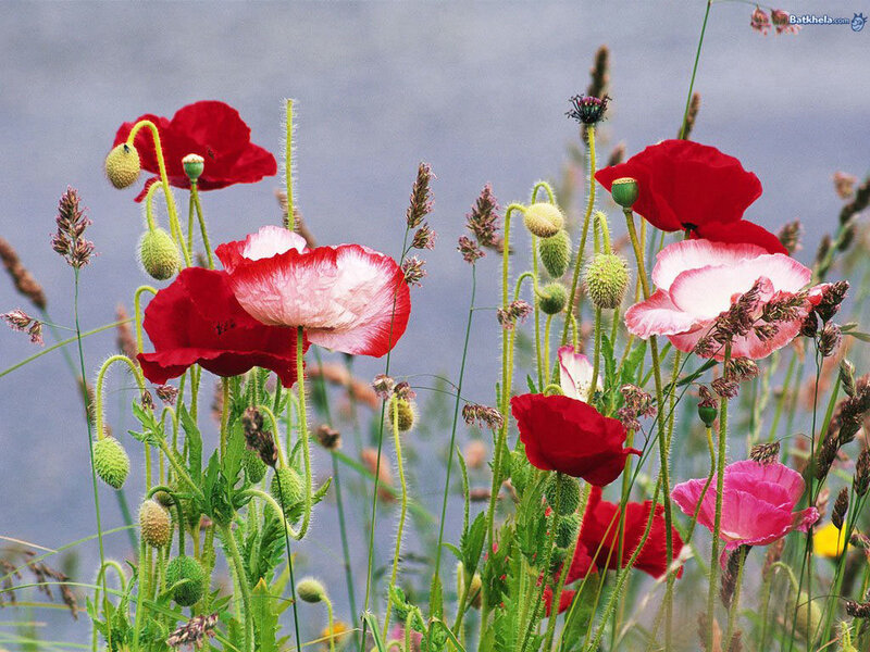 Red and Pink Poppies