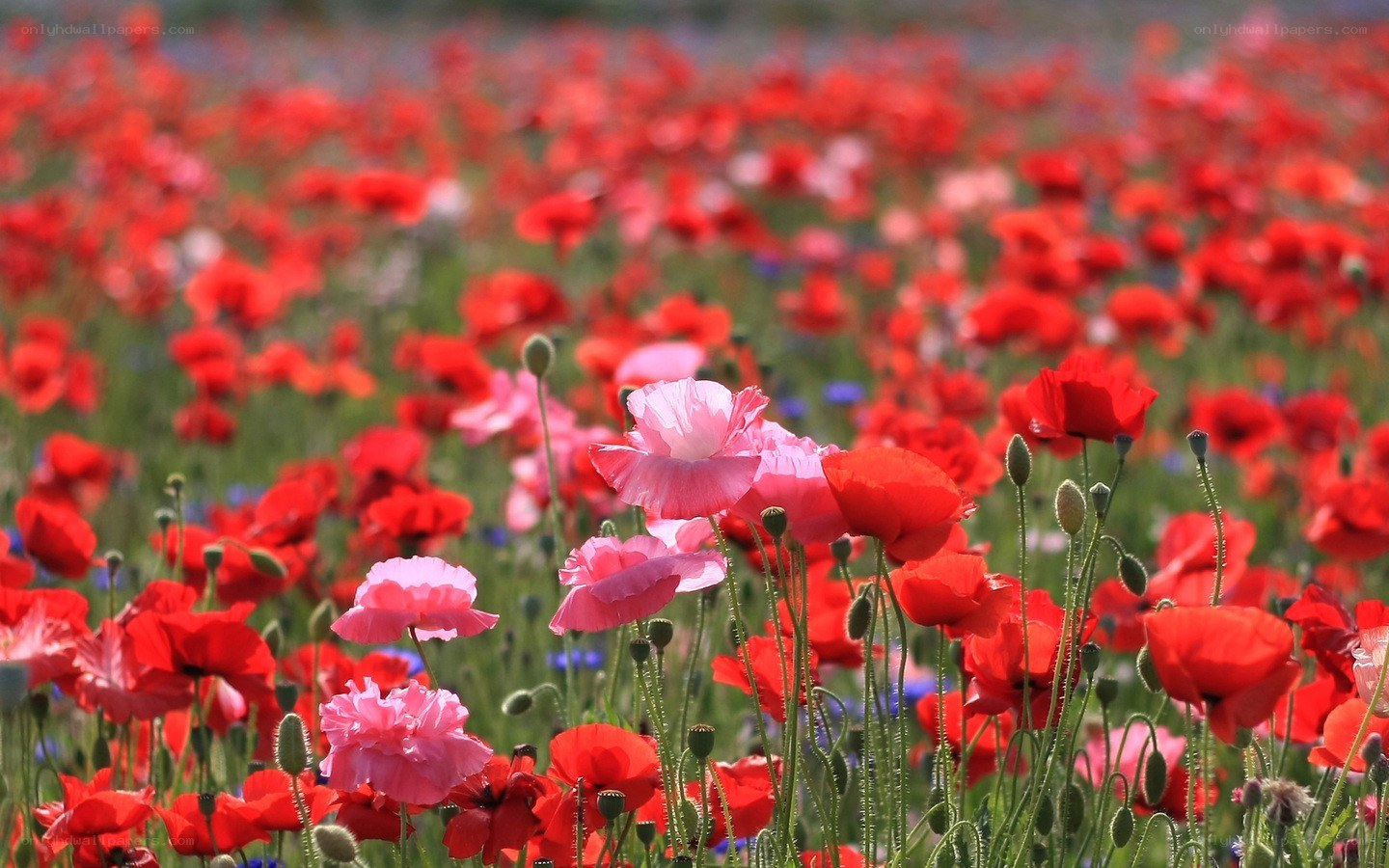 Red and pink poppy field