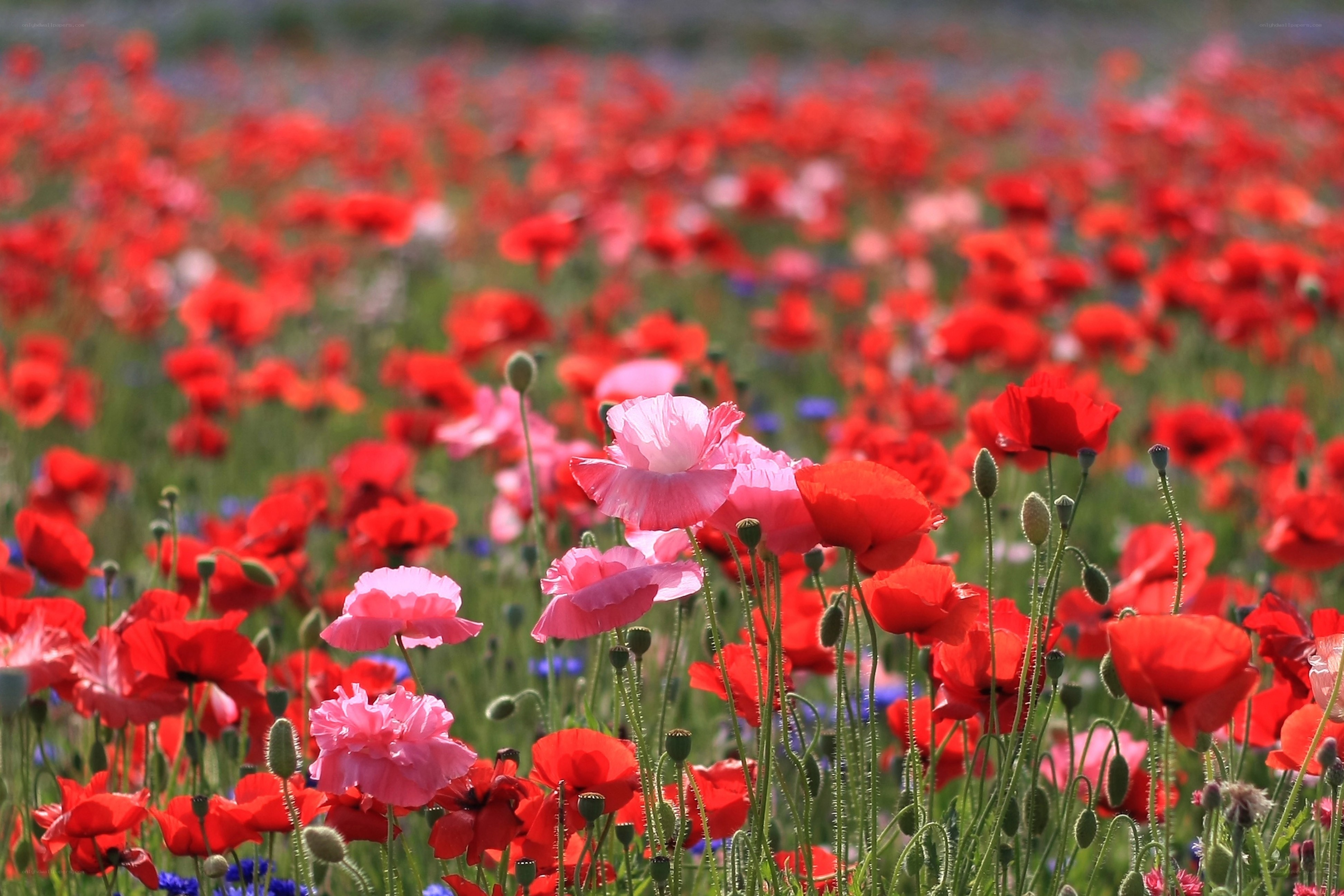 Red and pink poppy field