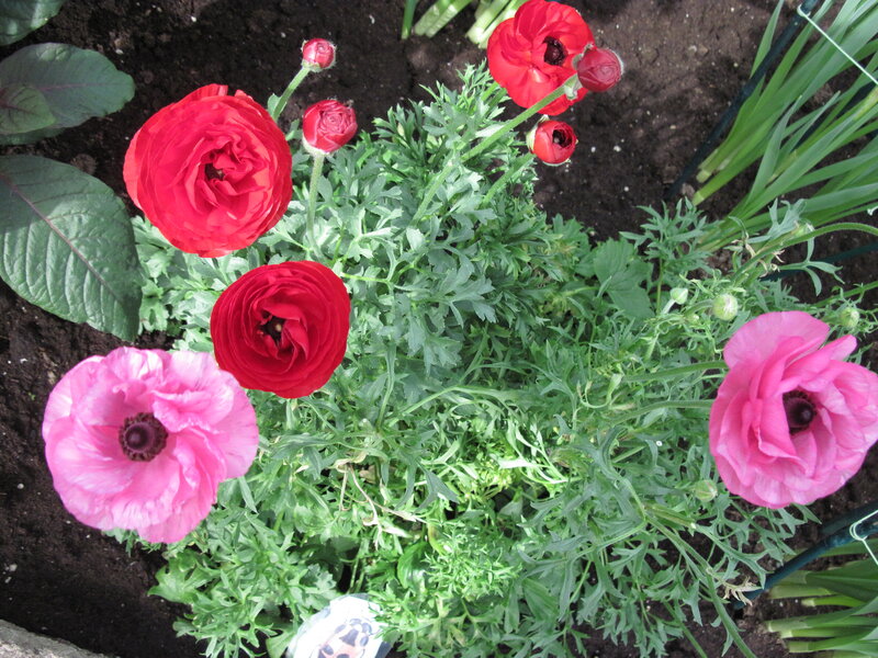 Red and Pink Ranunculus Flowers — Calm