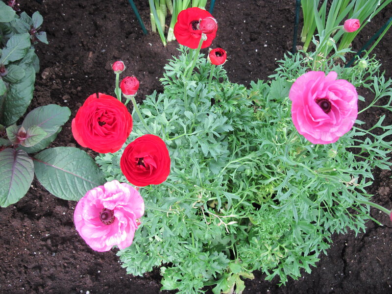 Red and Pink Ranunculus Flowers