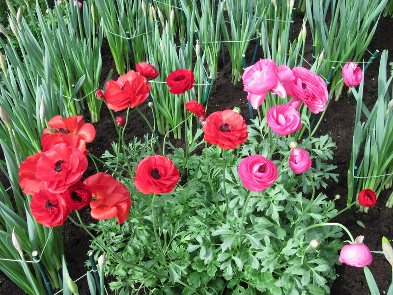 Red and Pink Ranunculus