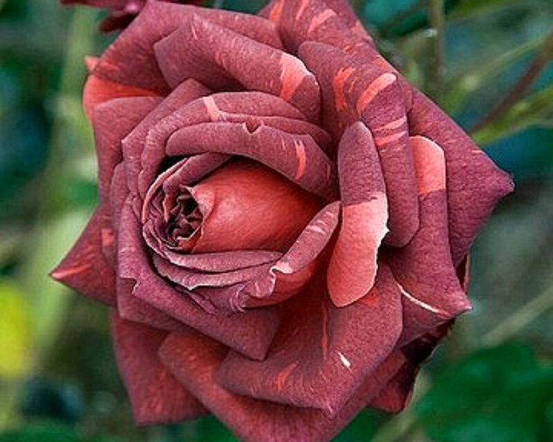 Red and Pink Rose — Calm