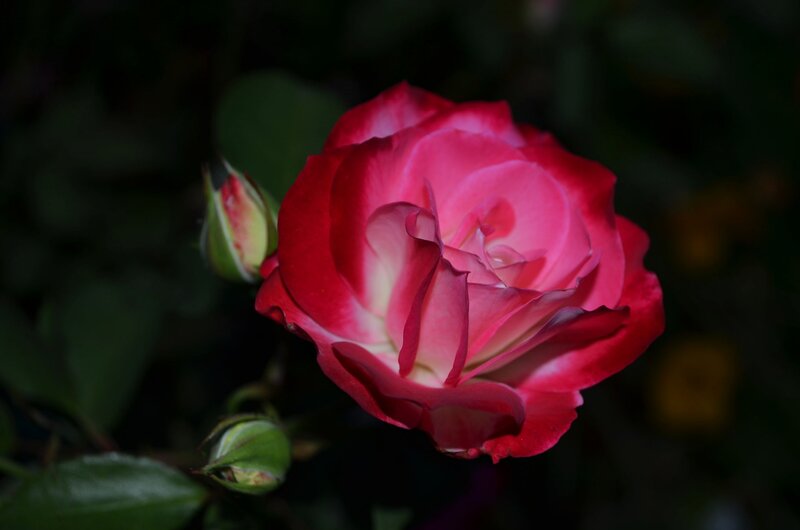 Red and Pink Rose — Dramatic, Night