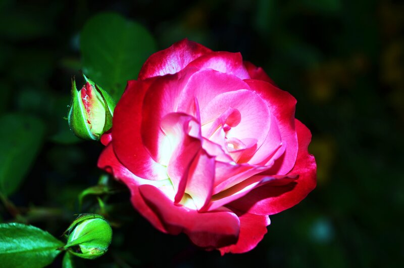 Red and Pink Rose — Dramatic, Photograph