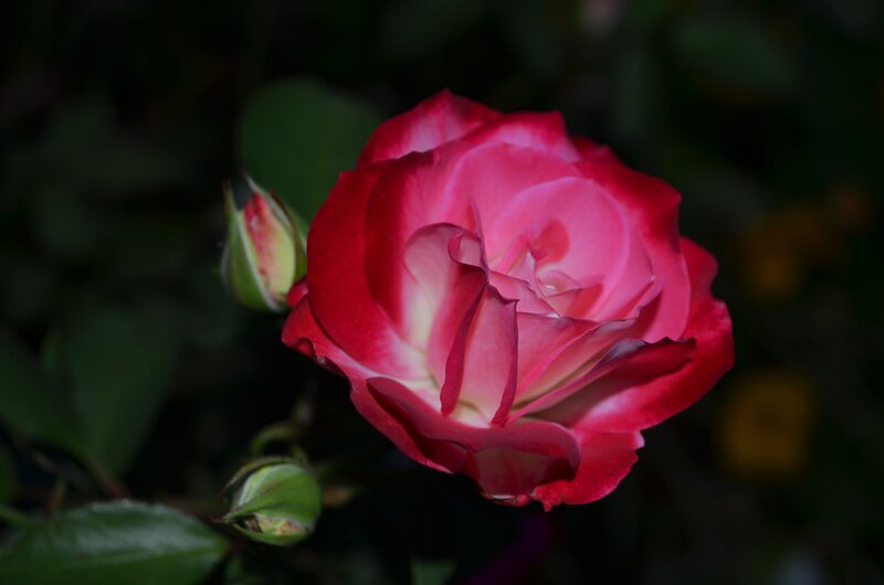 Red and Pink Rose — Dramatic