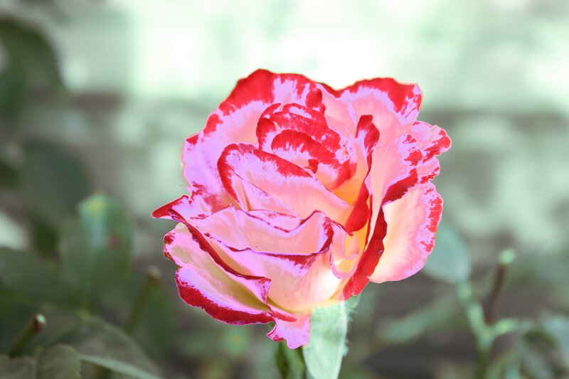 Red and Pink Rose — Serene, Afternoon, Photograph, Flower