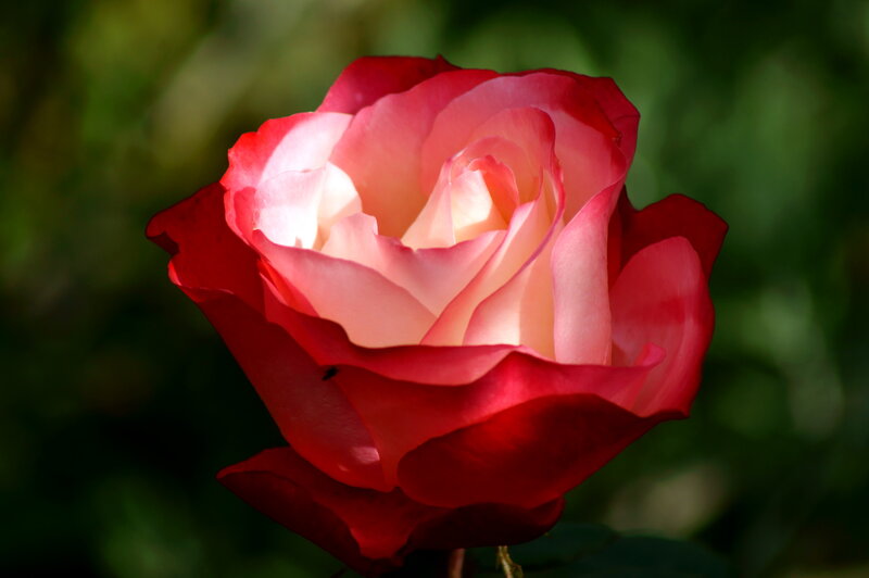Red and Pink Rose — Serene, Afternoon