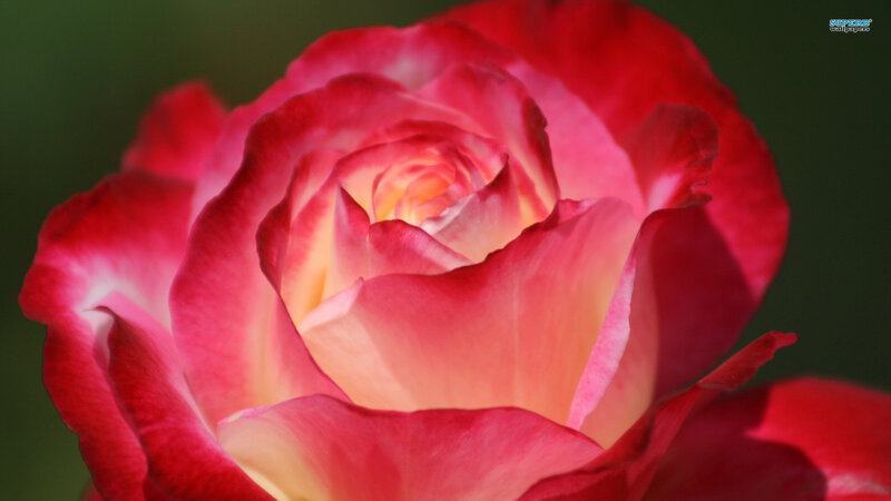 Red and Pink Rose — Serene, Photograph