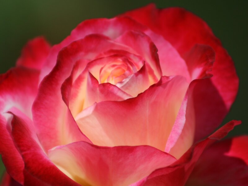 Red and Pink Rose