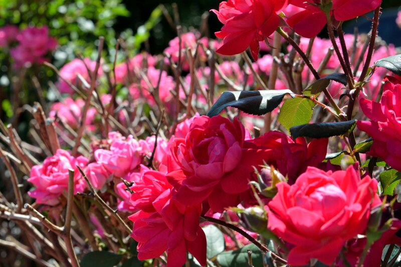 Red and Pink Roses — Bright, Afternoon